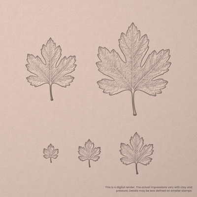 Hawthorn Leaf Stamps - Photo Textured