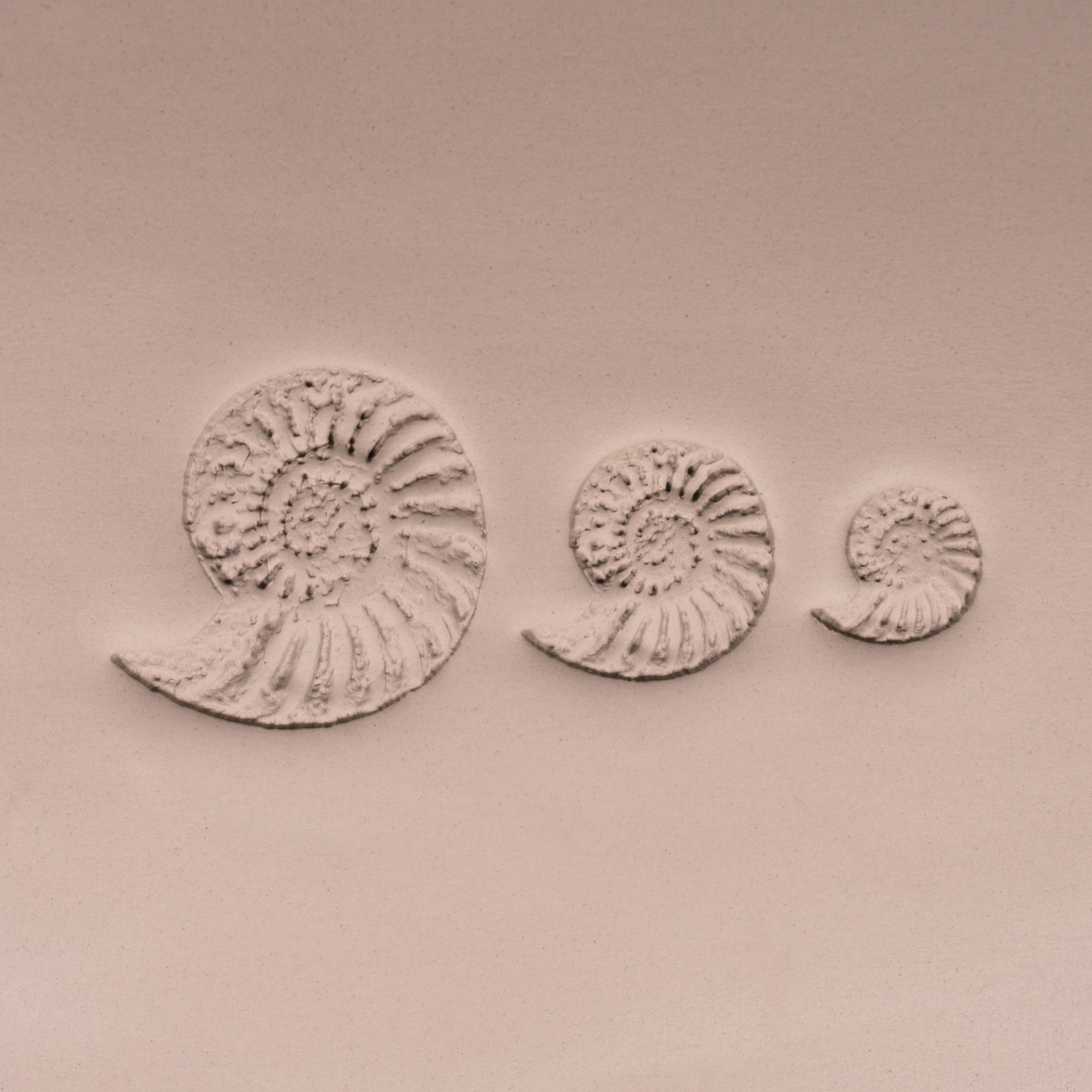 Ammonite Fossil Shell Stamp - Photo Textured - Style 1 - Ceramind® Tools