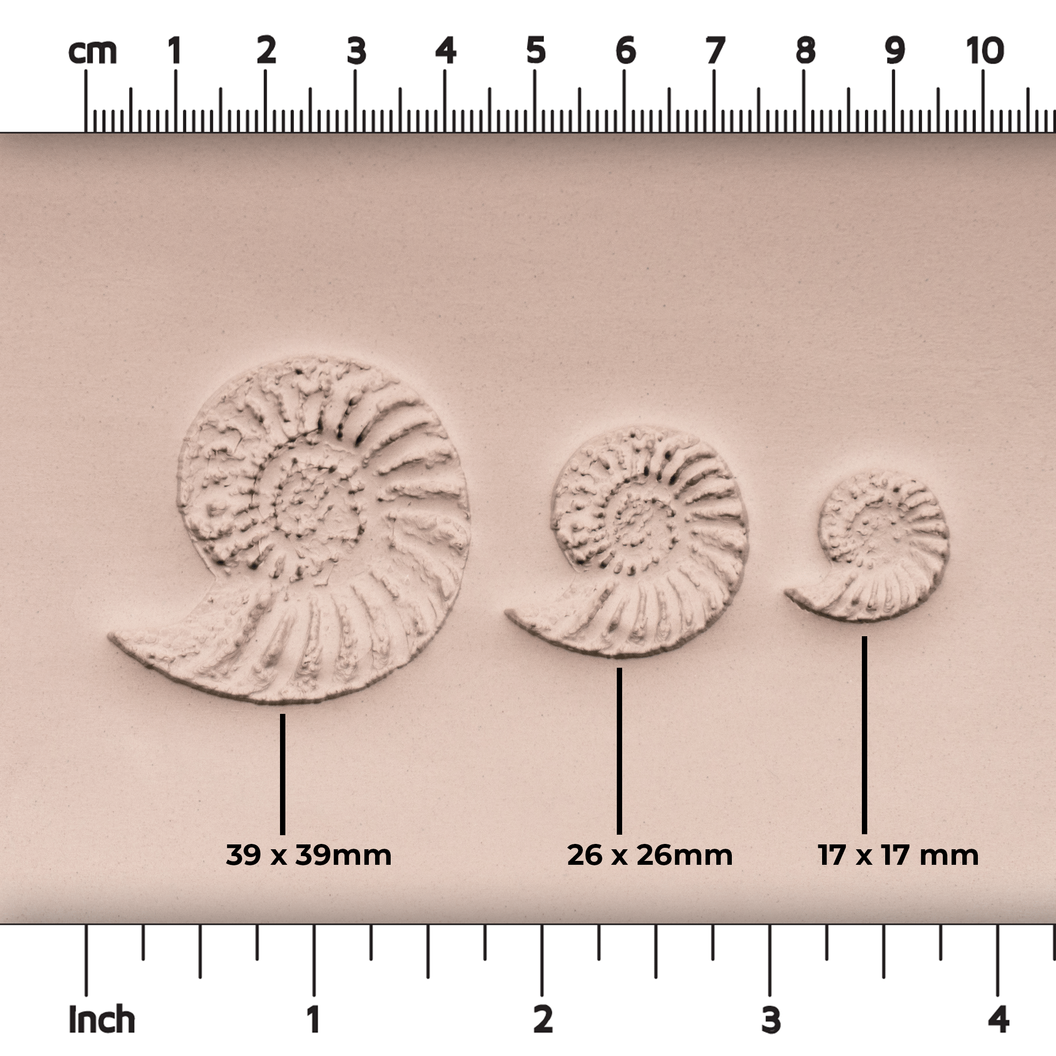 Ammonite Fossil Shell Stamp - Photo Textured - Style 1 - Ceramind® Tools