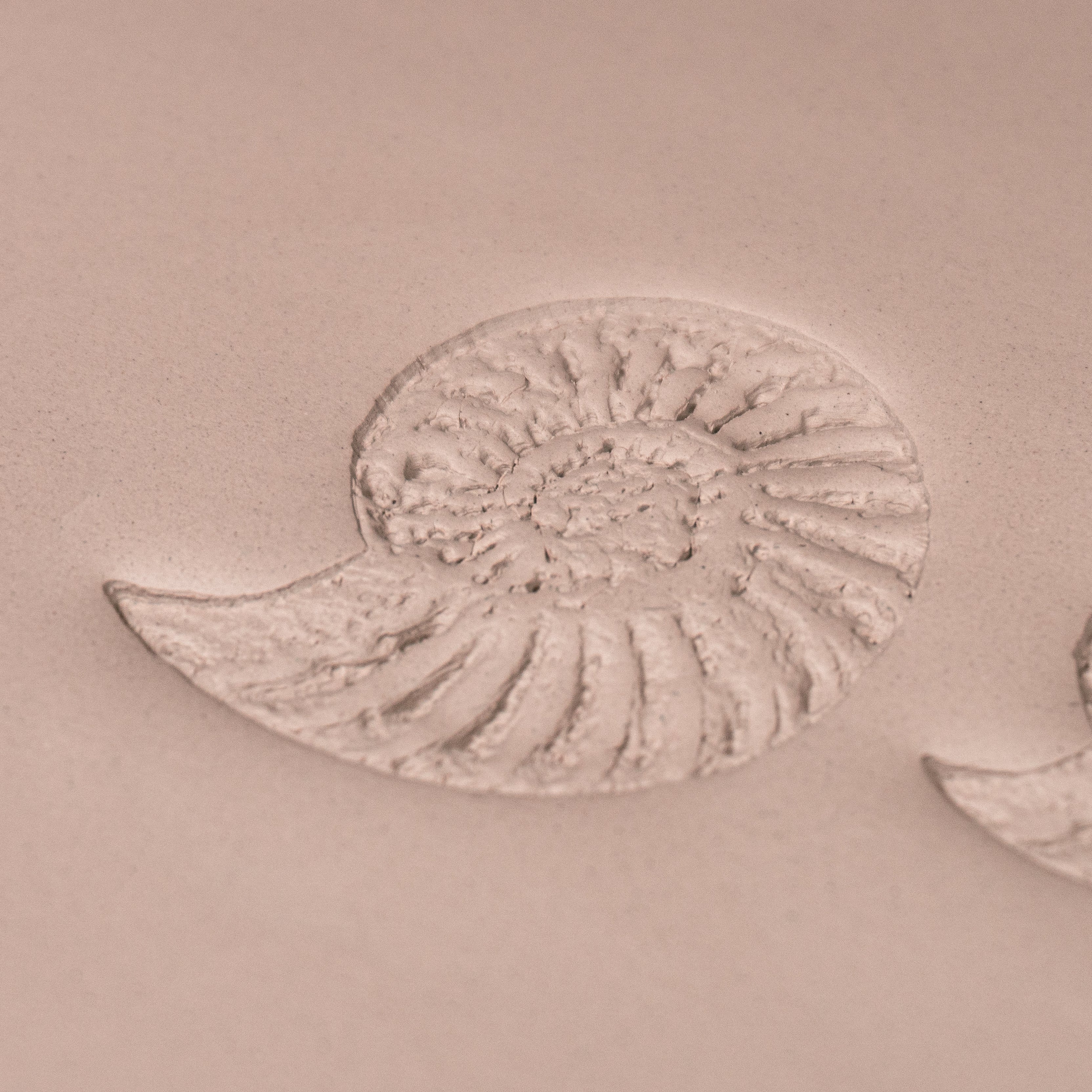 Ammonite Fossil Shell Stamp - Photo Textured - Style 1 - Ceramind® Tools