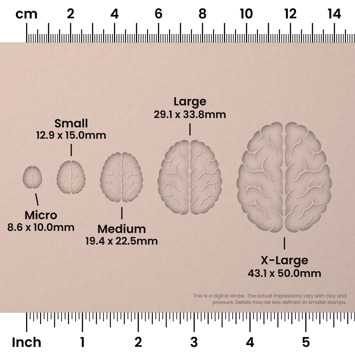 Brain (Top View) Stamps - Ceramind® Tools