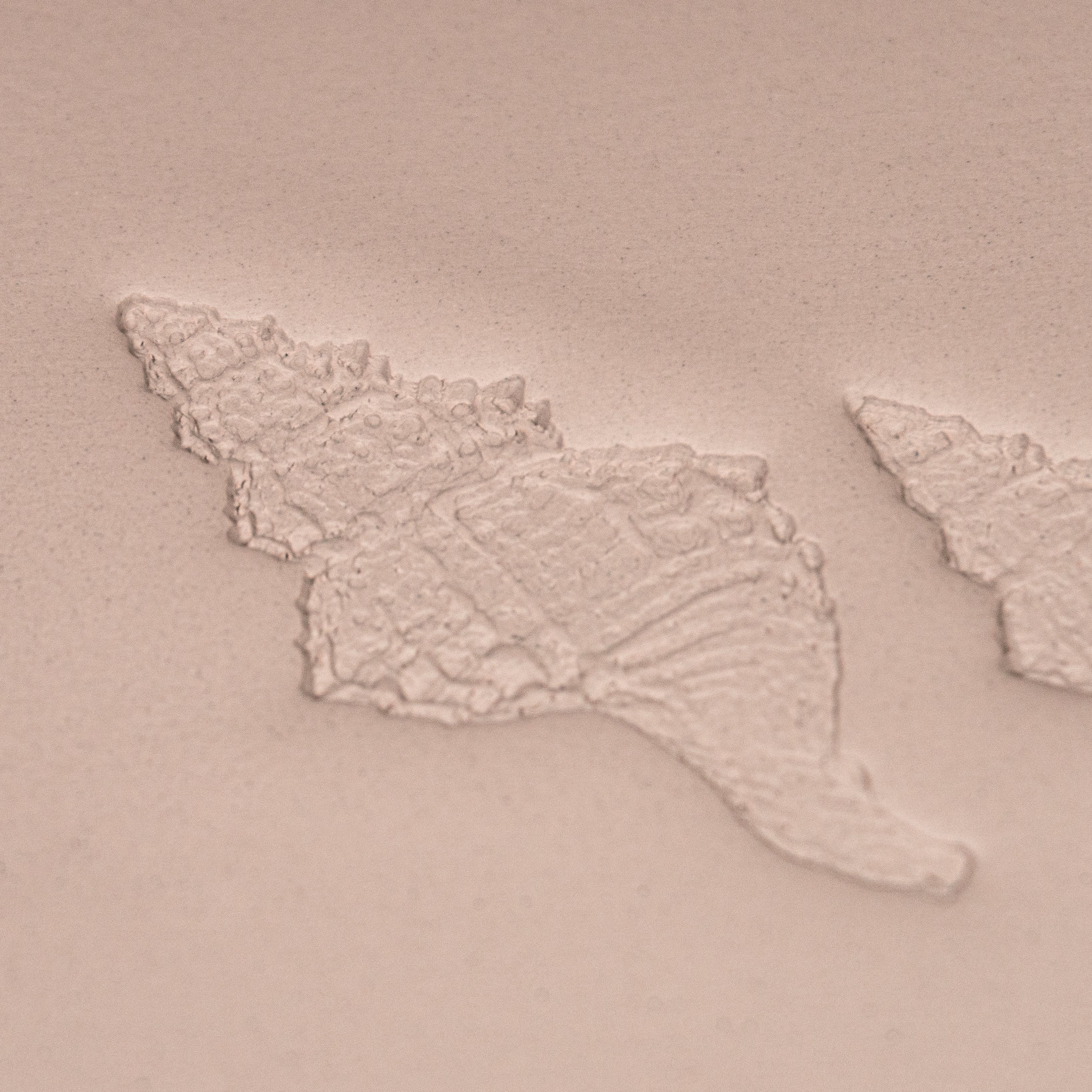 Conch Shell Stamp - Photo Textured - Style 1 - Ceramind® Tools
