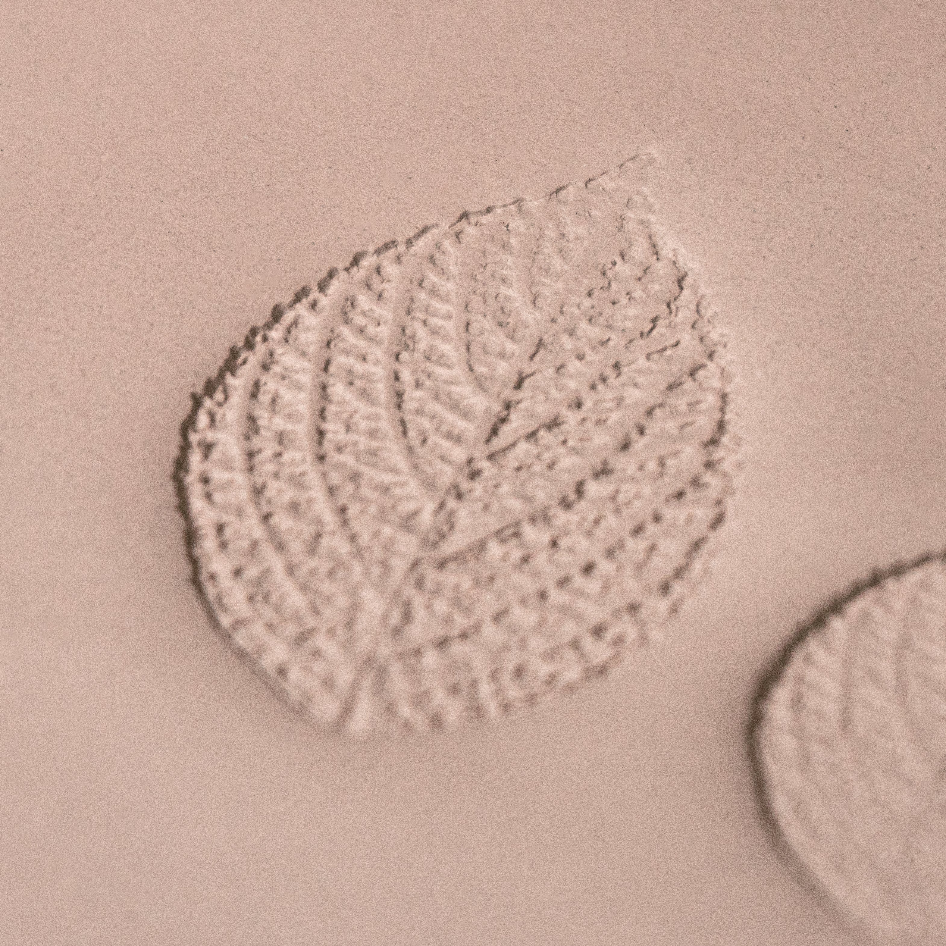 Generic Plant Leaf Stamp - Photo Textured - Style 1 - Ceramind® Tools