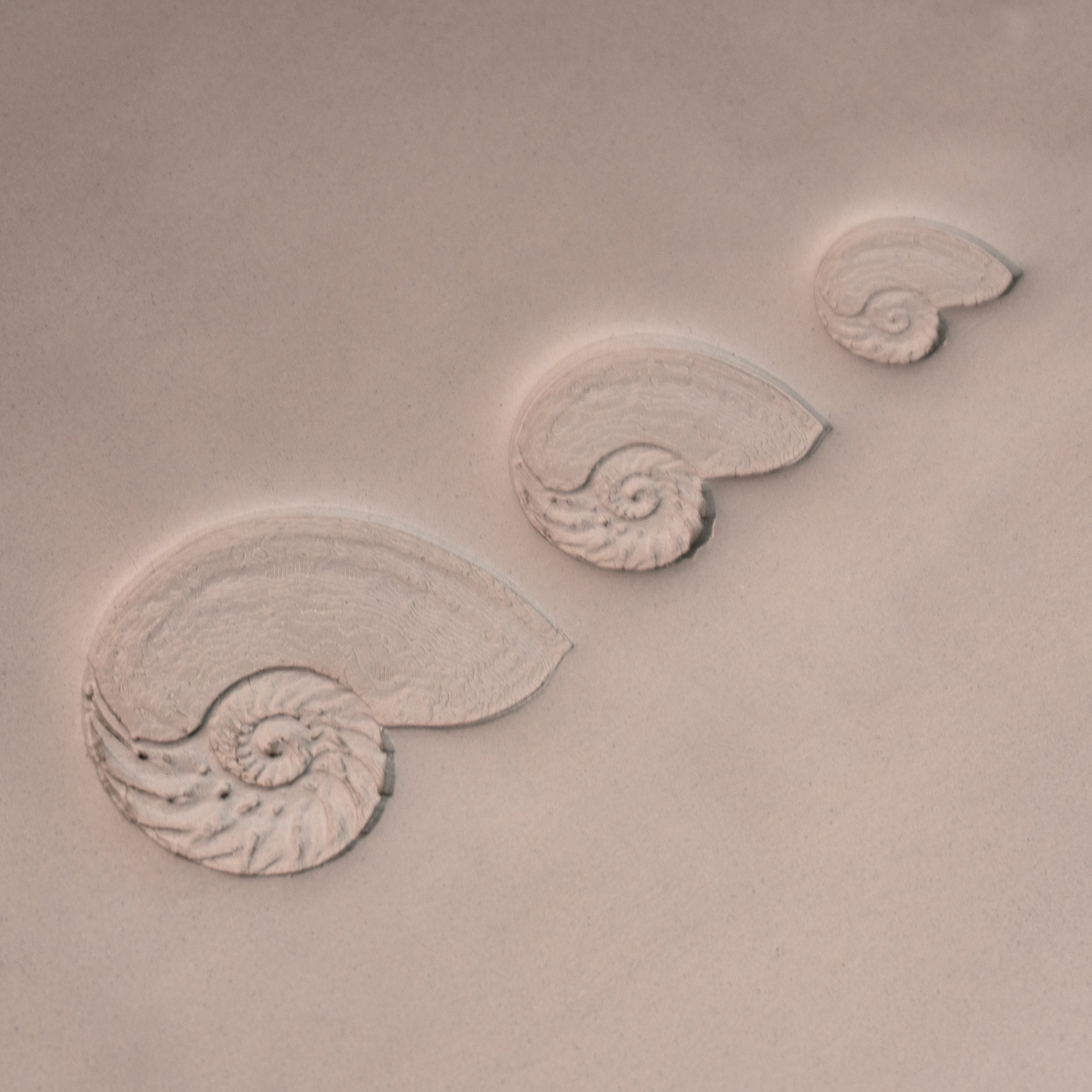 Nautilus Shell Stamp - Photo Textured - Style 1 - Ceramind® Tools