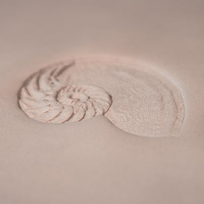 Nautilus Shell Stamp - Photo Textured - Style 1 - Ceramind® Tools