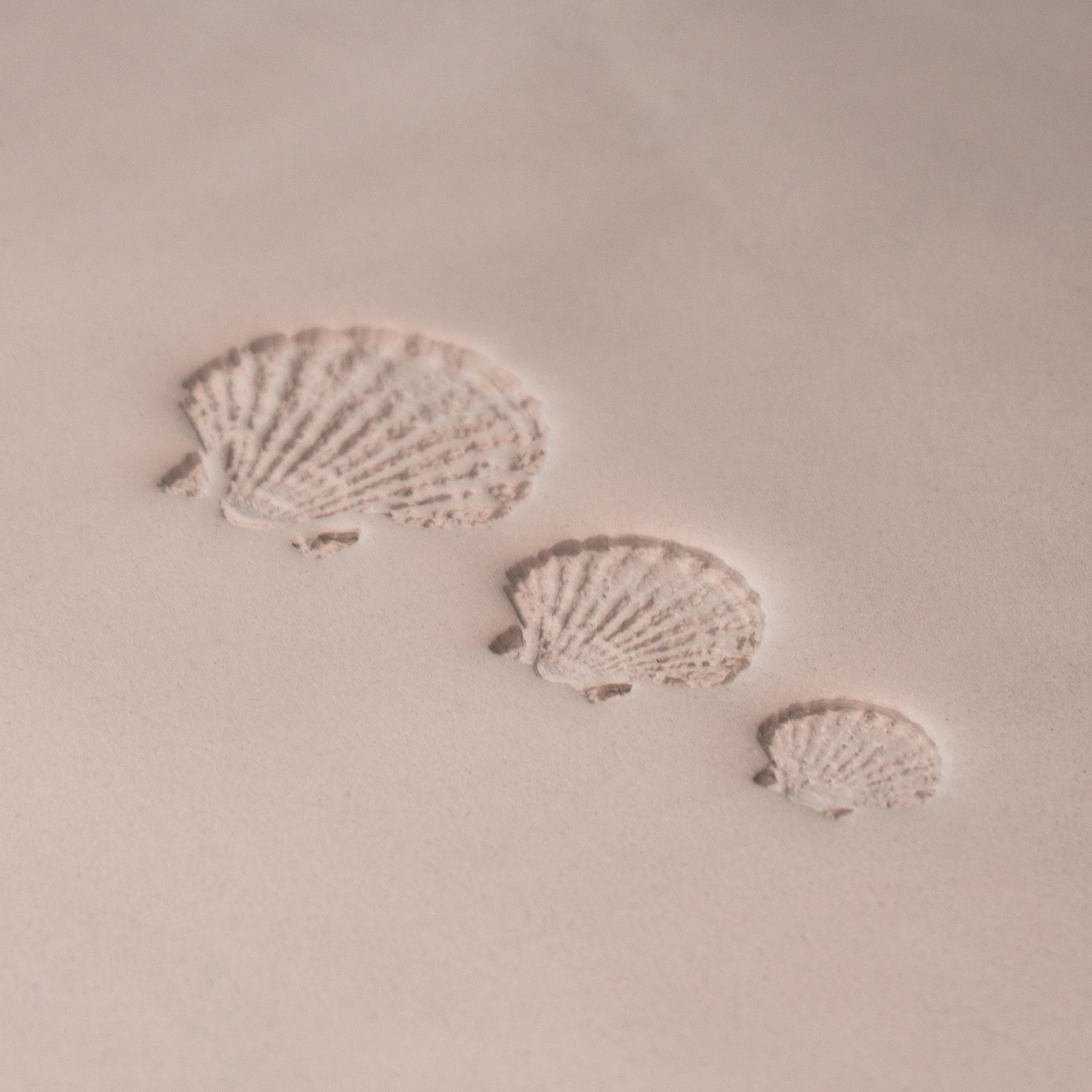 Scallop Shell Stamp - Photo Textured - Style 1 - Ceramind® Tools