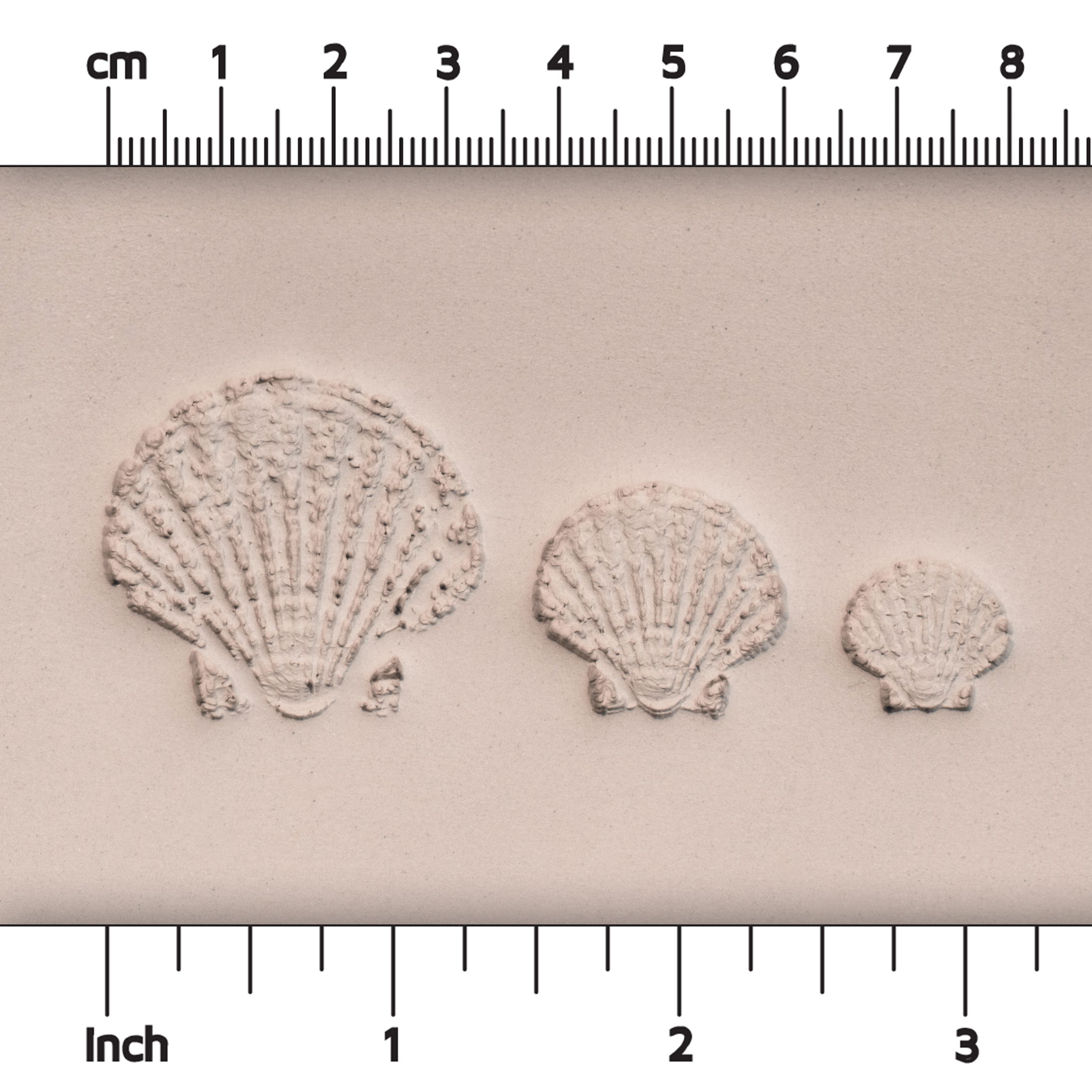 Scallop Shell Stamp - Photo Textured - Style 1 - Ceramind® Tools