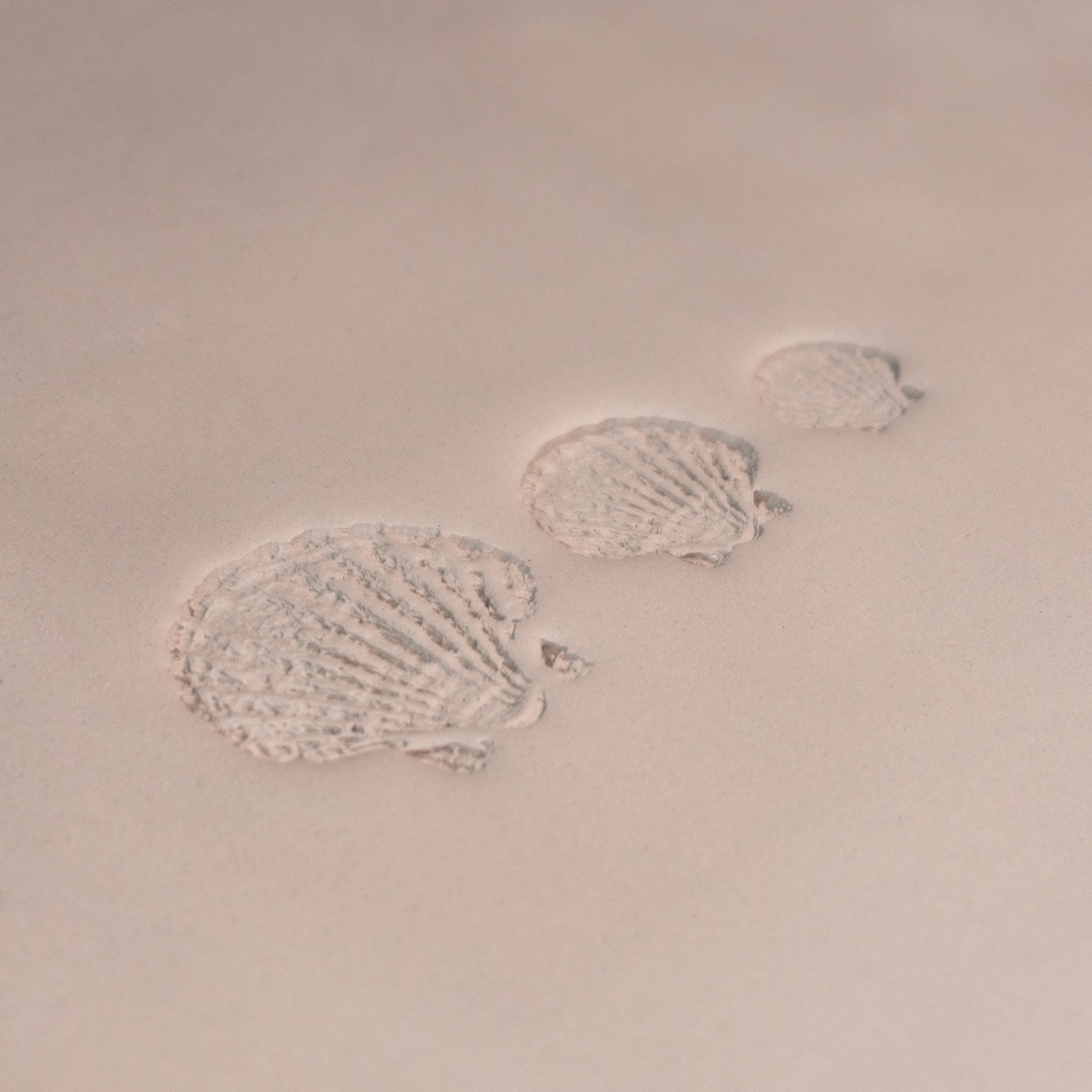 Scallop Shell Stamp - Photo Textured - Style 1 - Ceramind® Tools