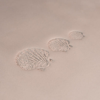 Scallop Shell Stamp - Photo Textured - Style 1 - Ceramind® Tools